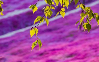 玩樂369北海道旅遊｜保證入住TOMAMU星野渡假村.阿寒鶴雅.粉紅芝櫻.金黃油菜花.白色戀人.三大蟹溫泉五日