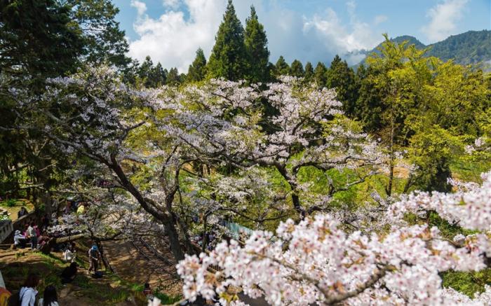 >嘉義旅遊｜阿里山櫻花季.虎尾木棉花.庭園林山水.五星耐斯早晚餐二日