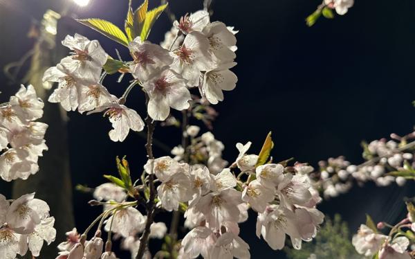 阿里山櫻花季．嘉義｜阿里山森林遊樂區．農場紫藤花．阿里山觀日出．洲際voco酒店三日｜中部出發