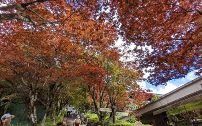 宜蘭旅遊｜紫葉槭火紅如楓~太平山森林浴.原始林步道.全球最美見晴步道一日｜大人囝仔