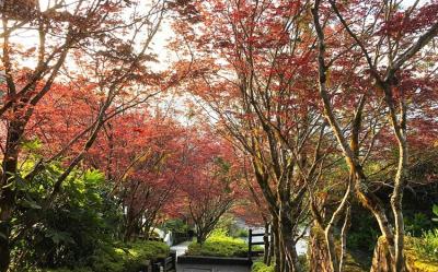 38女王節買一送一｜宜蘭旅遊｜太平山紫葉槭春楓、世界級見晴懷古步道、宜蘭煙波連泊三日遊｜高雄台南出發