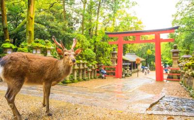 省最大超值四都京阪神奈│奈良東大寺.梅花鹿公園.嵐山渡月橋.開運達摩勝尾寺.有馬溫泉散策.日本環球影城六日