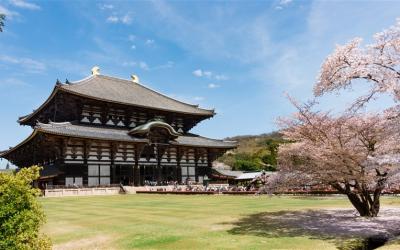 星宇春櫻雙城～名古屋京都｜國寶犬山城.淀川背割堤櫻.醍醐寺.伊勢神宮.奈良餵鹿體驗.舟遊近江八幡.雙和牛餐.甜點世界五日