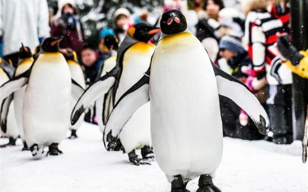 北海道旅遊│熱氣球、森林精靈露台、青池、旭山動物園、小樽、積丹半島、溫泉美食五日│二晚溫泉