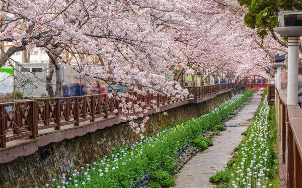 開航限定｜釜山鎮海櫻花｜鎮海櫻花祭.慶和車站.余佐川賞夜櫻.海雲台膠囊列車.精彩樂趣斜坡滑車4日(保肝.彩妝)