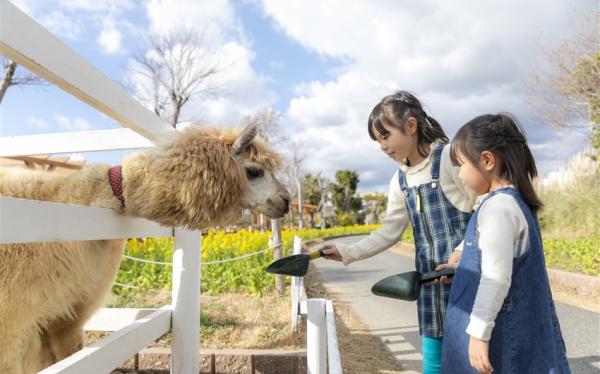 過年折3,000｜京阪神奈.環球影城.神戶動物王國.átoa水族館.奈良小鹿.和服體驗.採果體驗五日｜兩晚五星兩晚環球旁