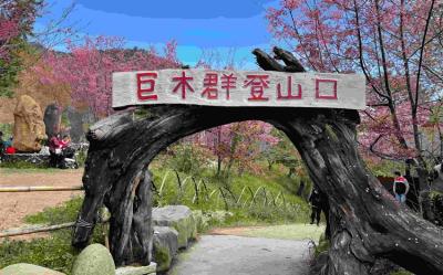 新竹旅遊｜司馬庫斯櫻花步道.北橫山櫻花.老爺自助晚餐二日｜中部出發