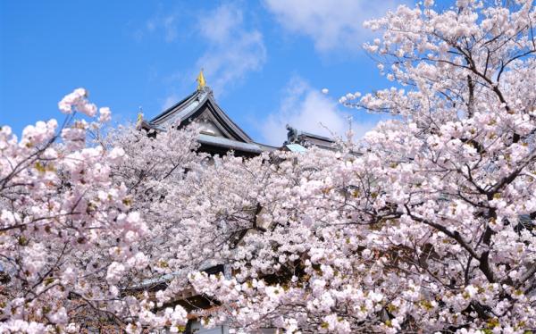 北海道旅遊｜百選春櫻絕景.松前城.五稜郭粉紅星星.函館纜車.小樽運河.螃蟹美食五日