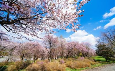 春櫻名所北海道｜函館纜車.尼克斯企鵝.白色戀人.小樽風情.三大蟹吃到飽.三晚溫泉.六日｜【高雄直飛】