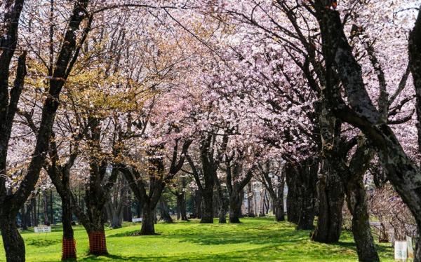 春櫻北海道｜函館纜車.登別櫻花隧道.春櫻五稜郭公園.尼克斯企鵝.小樽漫遊.三大蟹暢食.保住二晚溫泉.五日｜【高雄直飛】