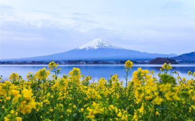 省最大東京促銷｜全程無自理餐～河口湖富士山.輕井澤.伊香保.小諸城址.川越古街.淺草寺.和牛美食.溫泉雙湯五日