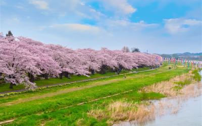 花卷賞櫻｜河畔櫻花隧道～北上展勝地．盛岡城跡．奧入瀨溪．十和田藝術櫻花通．三陸鐵道．松島遊船五日