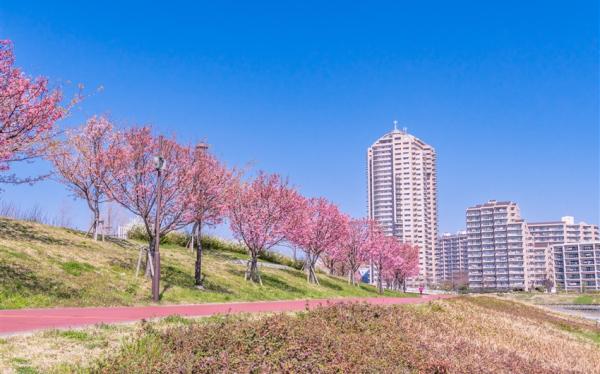 東京旅遊｜春櫻｜三晚溫泉｜賞櫻名所～小田原城.新倉山公園.身延山纜車.大室山纜車.三島吊橋.国産牛涮涮鍋六日｜高雄來回