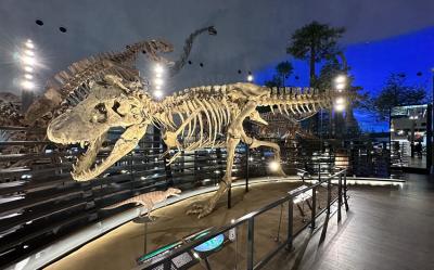 大阪北陸｜親子～名古屋樂高樂園.水族館.恐龍博物館.自動車博物館.蕎麥麵DIY五日｜萬怡酒店｜高雄