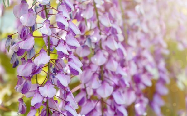 一起揪吧北海道｜浪漫紫藤花.芝櫻花海.金黃油菜花田.花園周遊列車.函館纜車.熊牧場.騎馬體驗.小樽運河.三大蟹溫泉六日