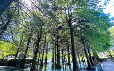 鐵道旅遊｜花蓮雲山水落羽松、東大門美食探索、湖光山色單車二日｜新竹/桃園/板橋/台北/松山