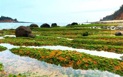 金門旅遊｜【仙境金門】小金門夢幻綠石槽．大金門奇幻藍眼淚．翟山坑道3日｜高雄出發