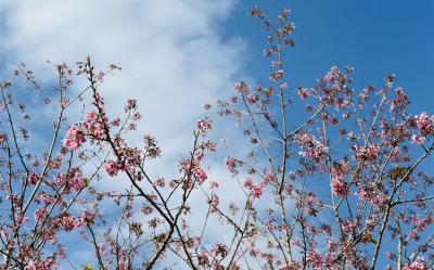 宜蘭旅遊｜粉紅花海~羅莊櫻花．三星蔥派DIY．天送埤車站．酸甜愛玉一日｜大人囝仔