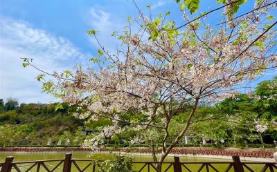 高雄旅遊｜走春享優惠｜泰國櫻花花旗木.藍皮解憂號.茂林小長城.情人谷瀑布.和逸1泊2食二日｜大人囝仔｜台中出發