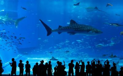 沖繩旅遊｜台灣虎航｜美麗海水族館.古宇利島.系滿魚市場.採海葡萄體驗四日｜高雄來回