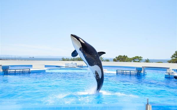 暑假京阪神奈｜神戶須磨水族館.環球影城.宇治川遊船.奈良小鹿五日｜保住環球旁飯店