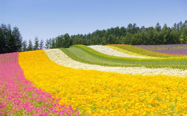 特選北海道旅遊｜富良野花田.四季彩之丘.函館纜車.海洋公園.金森倉庫群.企鵝遊行.溫泉螃蟹五日