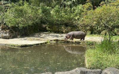 雅加達旅遊｜阿夏島浮潛,小人國縮影公園,野生動物園與長頸鹿共進早餐,升等一晚五星,無購物五日(含稅)