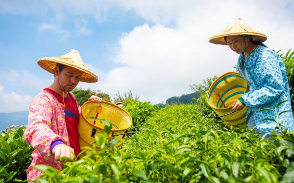 採茶體驗