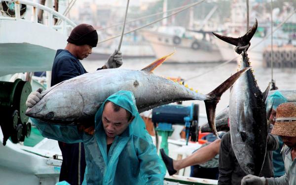 黑鮪魚