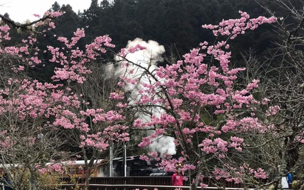 蒸氣火車與櫻花