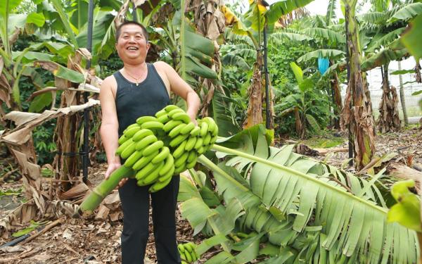 熱愛土地、熱愛台灣、熱愛香蕉