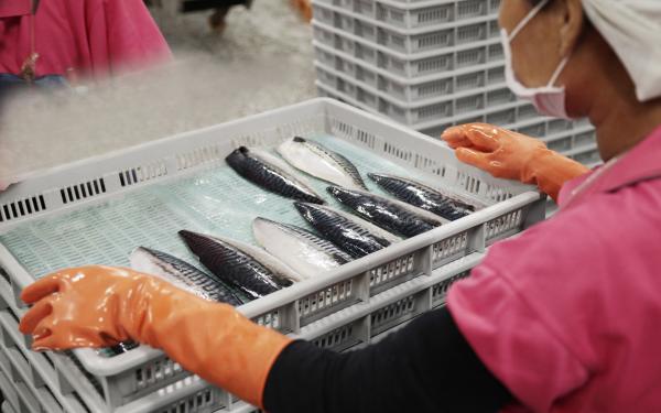 鯖魚切片處理過程__從鹽水取出檢查排查