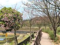 北桃旅遊｜硬漢嶺步道.三芝三生步道.滬尾櫻花大道.五星喜來登二日｜中部出發