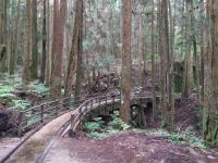 嘉義｜大人囝仔｜最美步道重新開放.特富野古道.柳杉環繞一日｜中部出發