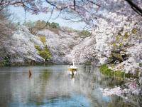 賞櫻預購折2000｜春櫻漫遊關東.賞櫻百選名所~井之頭恩賜公園.輕井澤漫步.小諸城址.表參道購物五日｜保住兩晚溫泉飯店