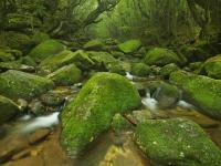 【主題旅遊】日本南九州屋久島登山健行~世界自然遺產、魔法公主森林、溫泉美食5日(含小費)