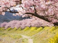 東京旅遊｜河津櫻花祭.伊豆全景纜車.天晴號遊船.三島大吊橋.涉谷SKY展望台.雙溫泉五日｜晚去晚回｜高雄來回