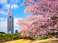 春櫻東京旅遊｜關東賞櫻三大百選名所～富士山絕景櫻花秘境.鎌倉古都漫遊.橫濱港灣OUTLET.美食饗宴溫泉五日