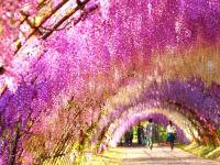 限定｜九州紫藤季~10大最美藤花隧道:河內藤園.一晚阿蘇饅頭屋~迷你小團五日【專屬包車】天天出發※不含機票