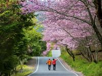 台中旅遊｜【2025武陵農場櫻花季】櫻豔高山農場‧陶醉櫻花雨～紅粉佳人武陵農場‧粉色仙境福壽山農場二日