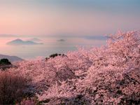 春櫻岡山四國｜紫雲出山~賞櫻仙境.櫻名勝栗林公園.櫻百選松山城.採草莓.道後溫泉.魔女小豆島五日｜贈5公斤｜高雄