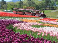 五星之宿～立山黑部雪牆｜浪漫春遊～鬱金香花季！上高地.合掌村.三大神宮之首～伊勢神宮.飛驒牛.贈赤福點心六日｜喜來登福朋