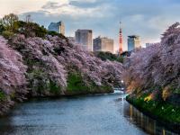 東京旅遊｜賞櫻名所～鶴岡八幡宮.千鳥之淵.新倉山淺間公園.江之島電鐵.涉谷SKY展望台.迪士尼五日｜晚去晚回｜高雄來回