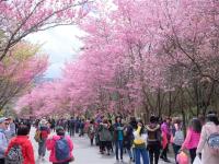 武陵農場櫻花季．宜蘭旅遊｜羅莊櫻花步道.烘爐地求財賞櫻.陽明山櫻花季.羅東夜市X木棉道商旅三日｜台中出發