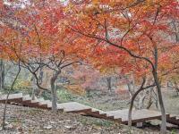 玩樂南京|四大賞楓勝地~棲霞丹楓🍁、南京自由行5日●秋賞一日遊、2人成行、eSIM上網