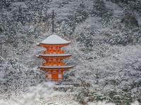 迎春折2000｜大阪旅行｜環球影城瑪利歐.奈良東大寺.抺茶體驗.清水寺.戲雪草莓螃蟹六日｜環球影城旁飯店｜高雄來回