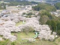 春櫻南北|九州賞櫻名所.高千穗峽.日南太陽花園.櫻島渡輪.仙巖園.雙溫泉五日