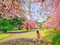 春櫻東京旅遊｜東京迪士尼.箱根鐵道賞櫻.新宿御苑.隅田川櫻花.小田原城.新宿購物.美食溫泉五日