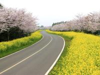 賞櫻預購折2000｜濟州旅遊｜浪漫油菜花．紅白馬燈塔．城山日出峰．韓式風情村．茶香之旅．蓮洞好好逛(一站購物彩妝)四日