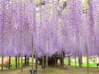 東京旅遊｜無自理餐｜日立粉蝶花.粉色芝櫻.浪漫紫藤花.日光東照宮.偕樂園.牛久大佛.美食溫泉五日｜高雄來回